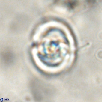 Derivanturportantes sigmoides VR 00761