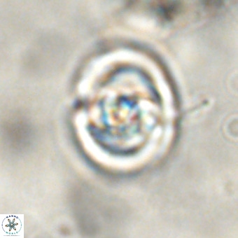 Derivanturportantes sigmoides VR 00761
