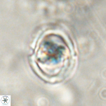 Derivanturportantes sigmoides VR 00762