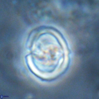 Derivanturportantes sigmoides VR 00766