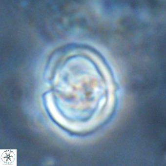 Derivanturportantes sigmoides VR 00766