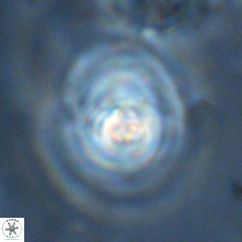 Derivanturportantes sigmoides VR 00767