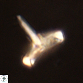 Derivanturportantes sigmoides VR 00774