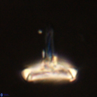 Derivanturportantes sigmoides VR 00785