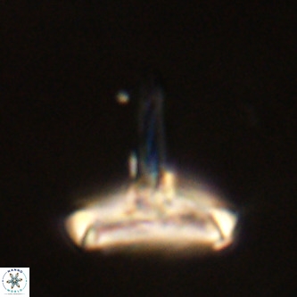 Derivanturportantes sigmoides VR 00785