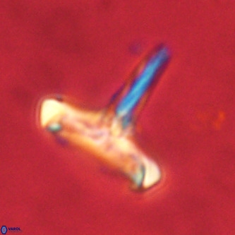 Derivanturportantes sigmoides VR 00787