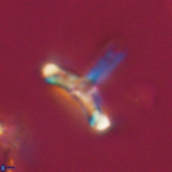 Derivanturportantes sigmoides VR 07013