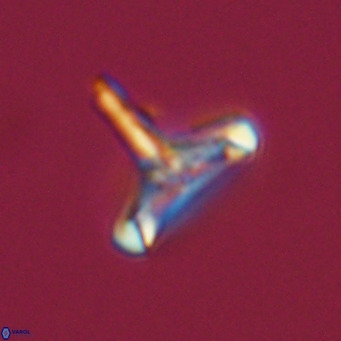 Derivanturportantes sigmoides VR 07020