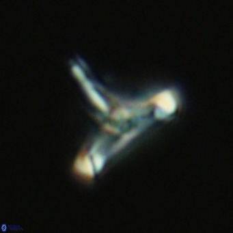 Derivanturportantes sigmoides VR 07023