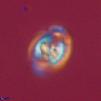 Derivanturportantes sigmoides VR 07025