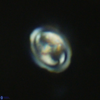 Derivanturportantes sigmoides VR 07037