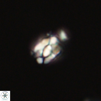 Diorofostoichos calisiriae 68438