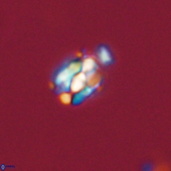 Diorofostoichos calisiriae 68438