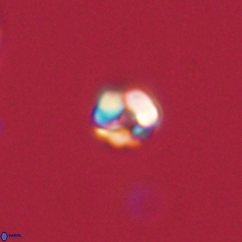 Diorofostoichos calisiriae 68440