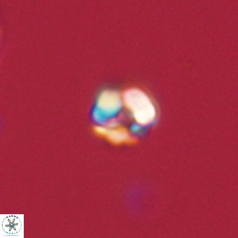 Diorofostoichos calisiriae 68440