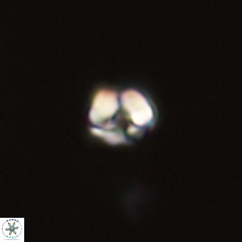 Diorofostoichos calisiriae 68441