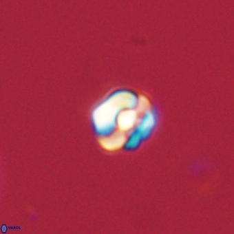 Diorofostoichos calisiriae 68442