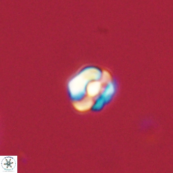 Diorofostoichos calisiriae 68442