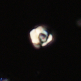 Diorofostoichos calisiriae 68444