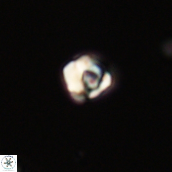 Diorofostoichos calisiriae 68444