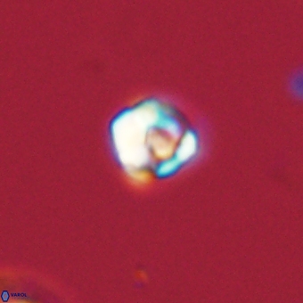 Diorofostoichos calisiriae 68445