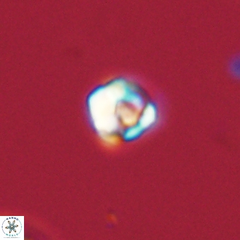 Diorofostoichos calisiriae 68445