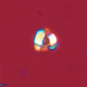 Diorofostoichos calisiriae 68446