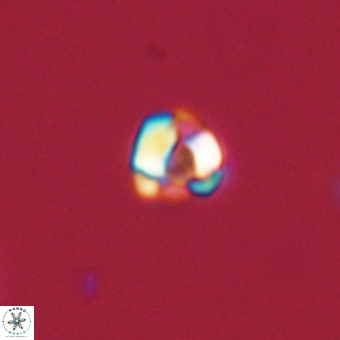 Diorofostoichos calisiriae 68446