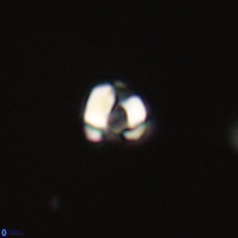 Diorofostoichos calisiriae 68447