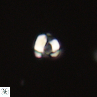 Diorofostoichos calisiriae 68447