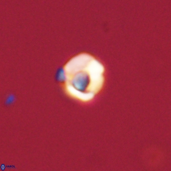 Diorofostoichos calisiriae 68449