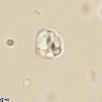 Diorofostoichos calisiriae 68450