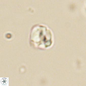 Diorofostoichos calisiriae 68450