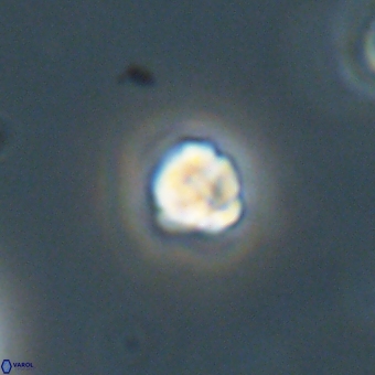 Diorofostoichos calisiriae 68451