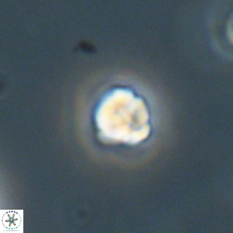 Diorofostoichos calisiriae 68451