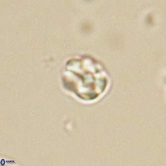 Diorofostoichos calisiriae 68452