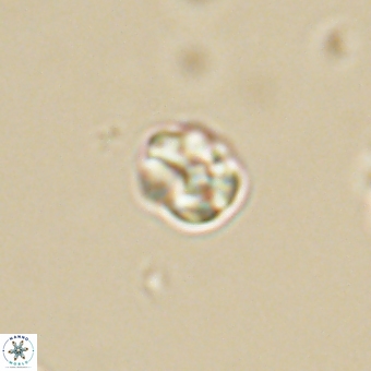 Diorofostoichos calisiriae 68452