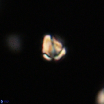 Diorofostoichos calisiriae 68401