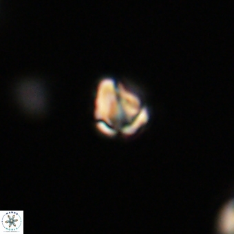 Diorofostoichos calisiriae 68401