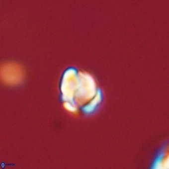Diorofostoichos calisiriae 68402