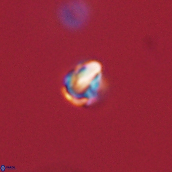 Diorofostoichos calisiriae 68403