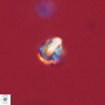 Diorofostoichos calisiriae 68403
