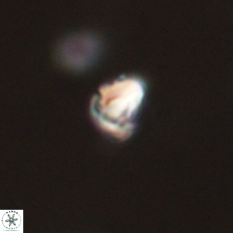 Diorofostoichos calisiriae 68404