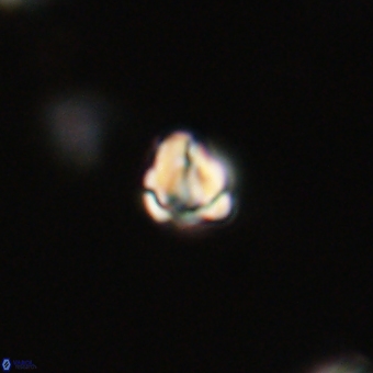 Diorofostoichos calisiriae 68405