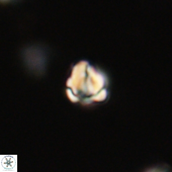 Diorofostoichos calisiriae 68405