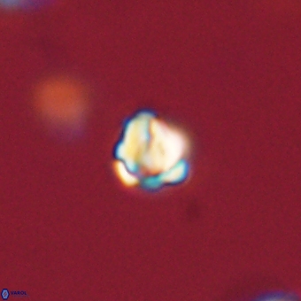 Diorofostoichos calisiriae 68406