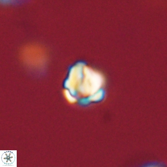 Diorofostoichos calisiriae 68406
