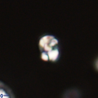 Diorofostoichos calisiriae 68410
