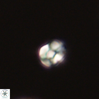 Diorofostoichos calisiriae 68414
