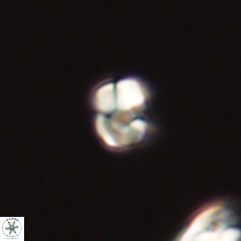 Diorofostoichos calisiriae 68415